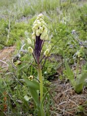 Bellevalia-speciosa_цветение